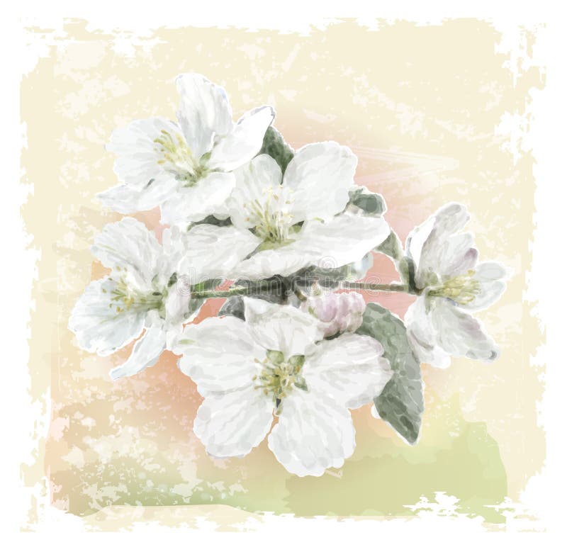 Apple Flower in Blossom. Botanical Vector Illustration Stock Vector