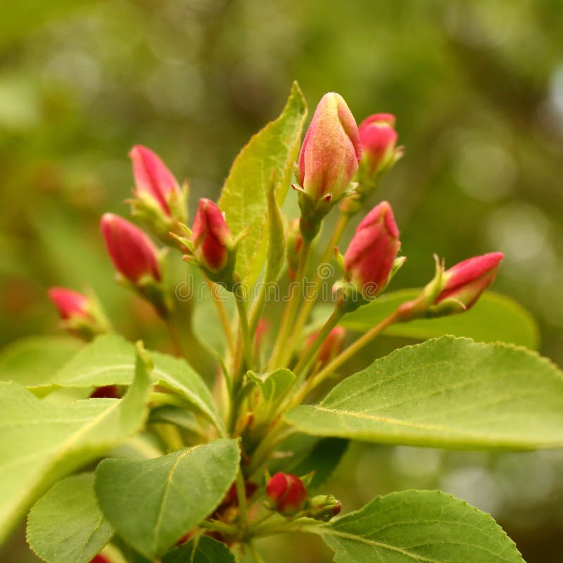 Apple Flower Buds in Spring Stock Image Image of evening, horizontal