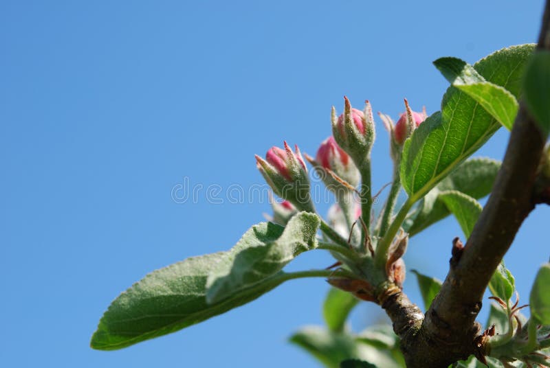Apple flower buds stock image. Image of green, plant 71283275