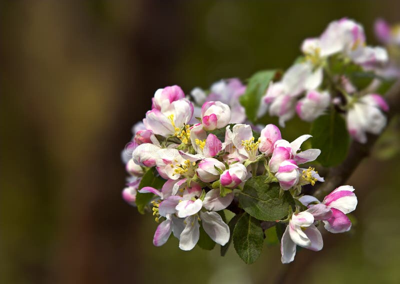 Apple flowers stock photo