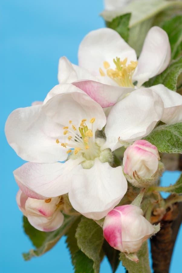 Apple Flowers