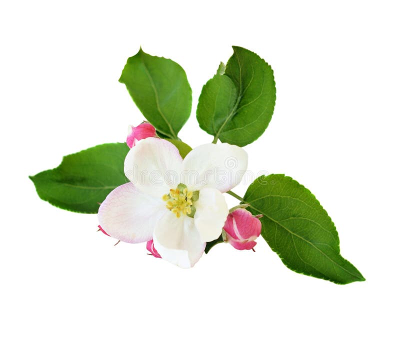 Apple flowers stock photo. Image of country, lawn, nature 40244404