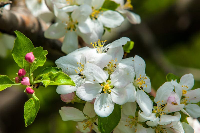 Apple Flowers, the Flowers of Fruit Trees Stock Image Image of