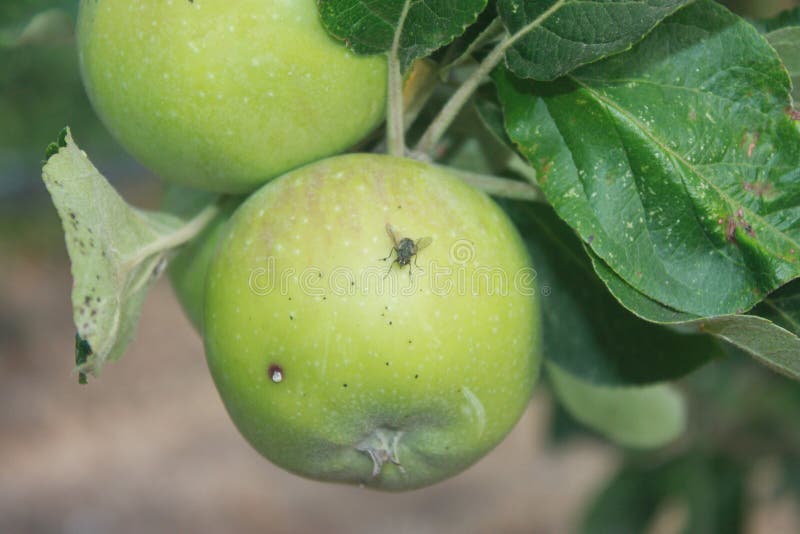 Apple with fly stock photo. Image of apple, branch, damaged 58232986