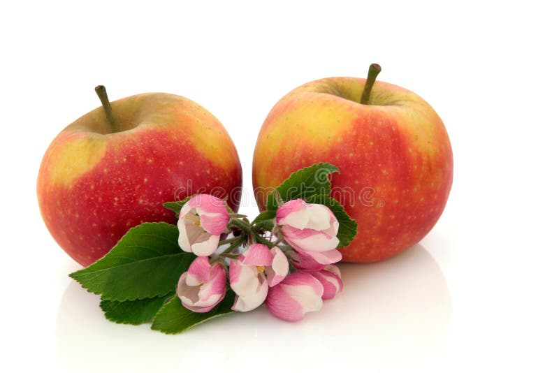 Apple Fruit and Flower Blossom Stock Image Image of snack, nutrition