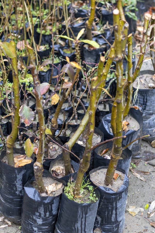 Apple Fruit Plants in Nursery Stock Image Image of gardening, tree