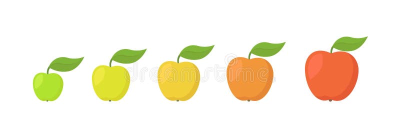 Orange Fruit Size Chart