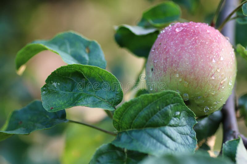 Apple tree fruit drop