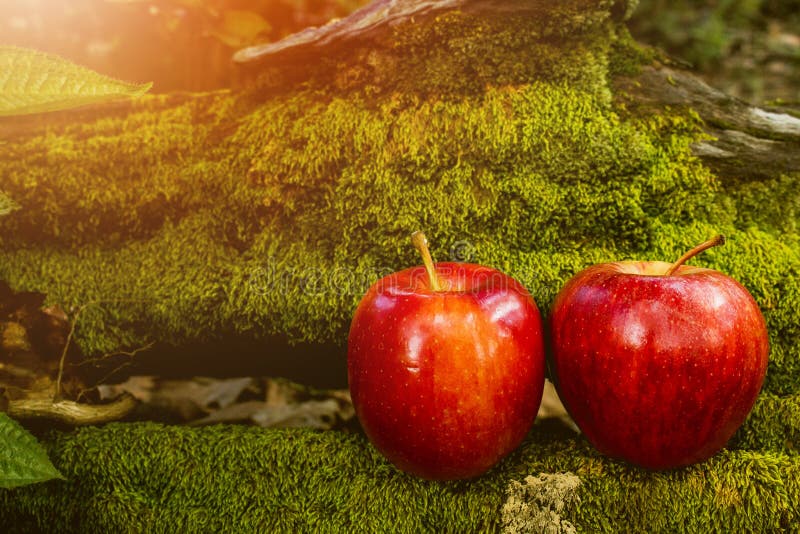 Apple-Fruit, Vers Fruit, Gezond Voedsel, Moss Background royalty-vrije stock afbeeldingen Apple-Fruit, Vers Fruit, Gezond Voedsel, Moss Background royalty-vrije stock afbeeldingen