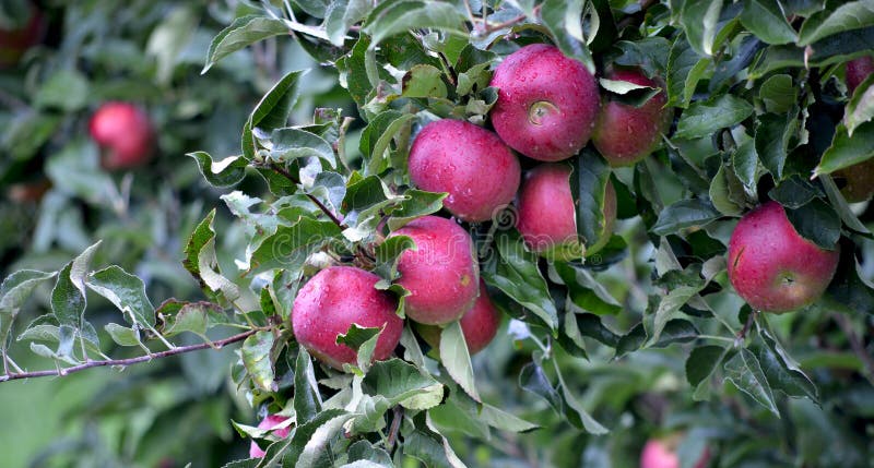 https://thumbs.dreamstime.com/b/apple-fruits-october-ready-harvesting-orchard-picture-60580820.jpg