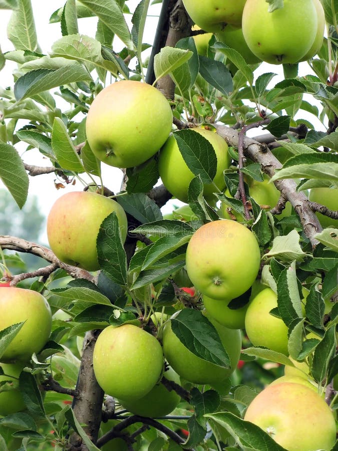 Apple garden stock image. Image of fresh, fruit, freshness 10372343