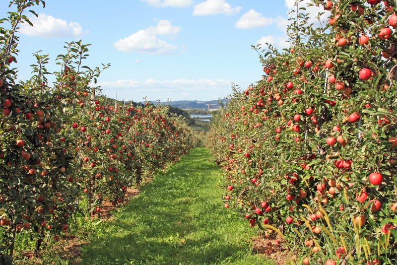 Apple garden