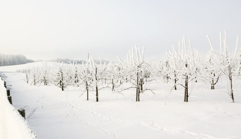 The apple garden. royalty free stock photos