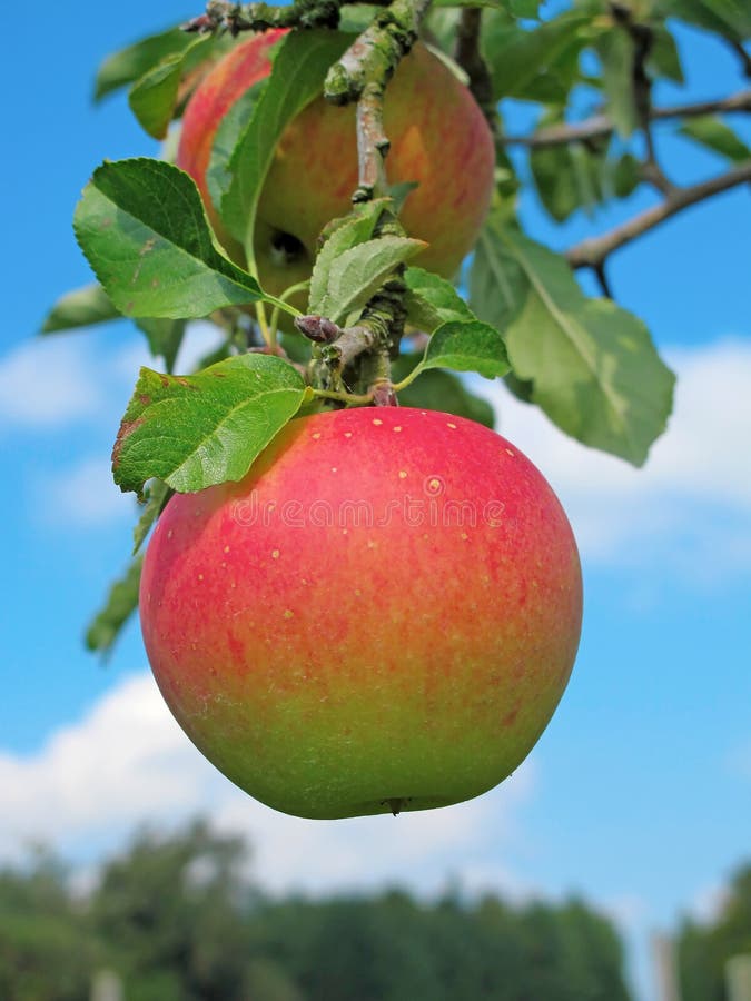 Apple garden