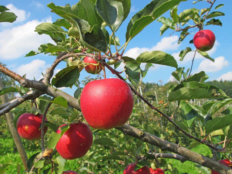 Apple garden