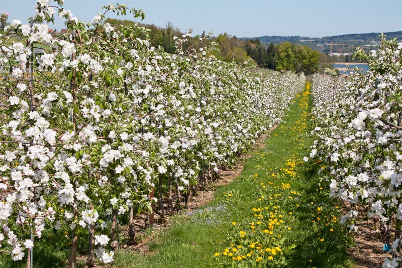 Apple garden