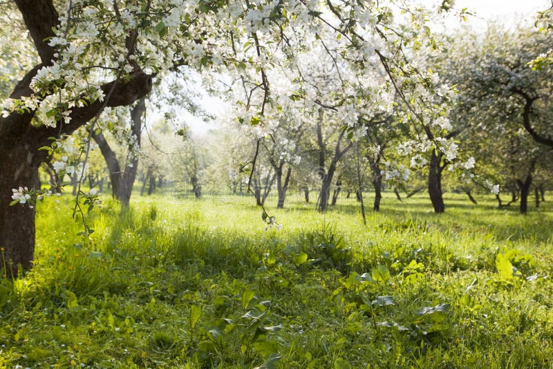 Apple garden