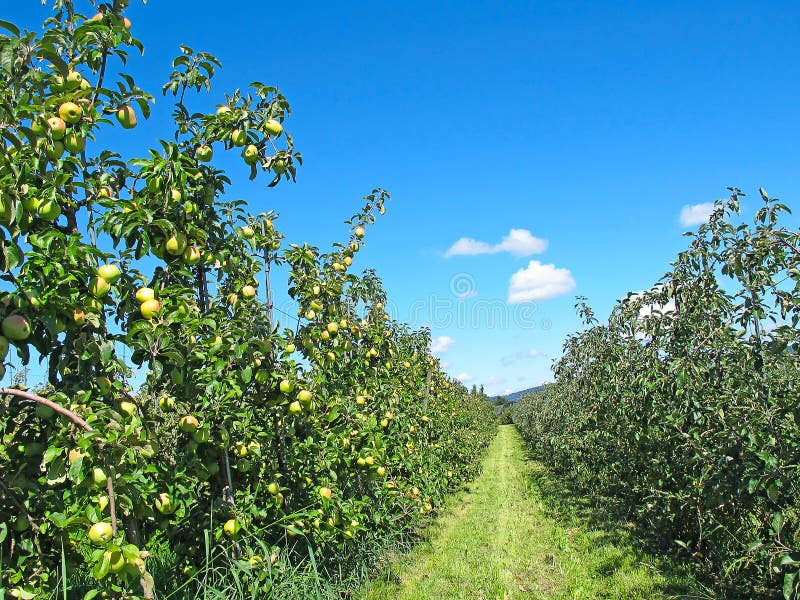 Apple garden