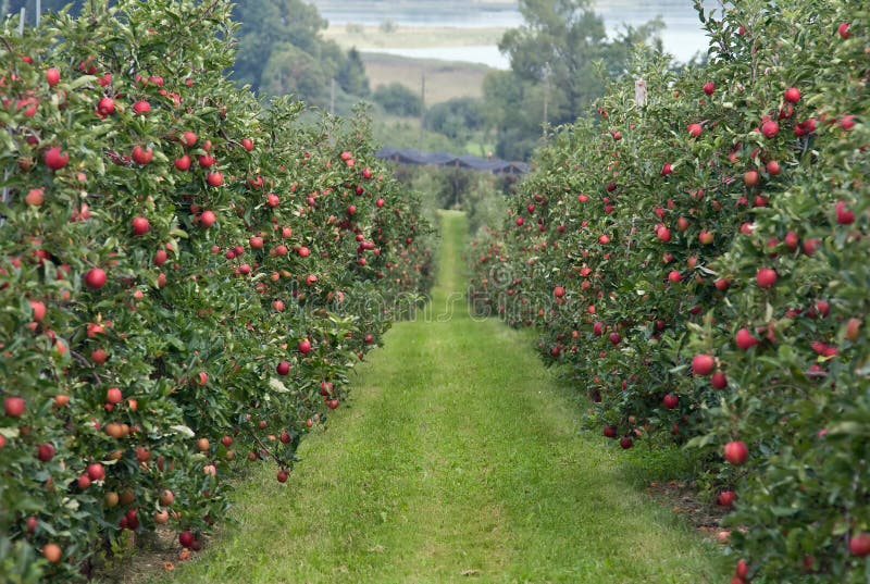 Apple garden