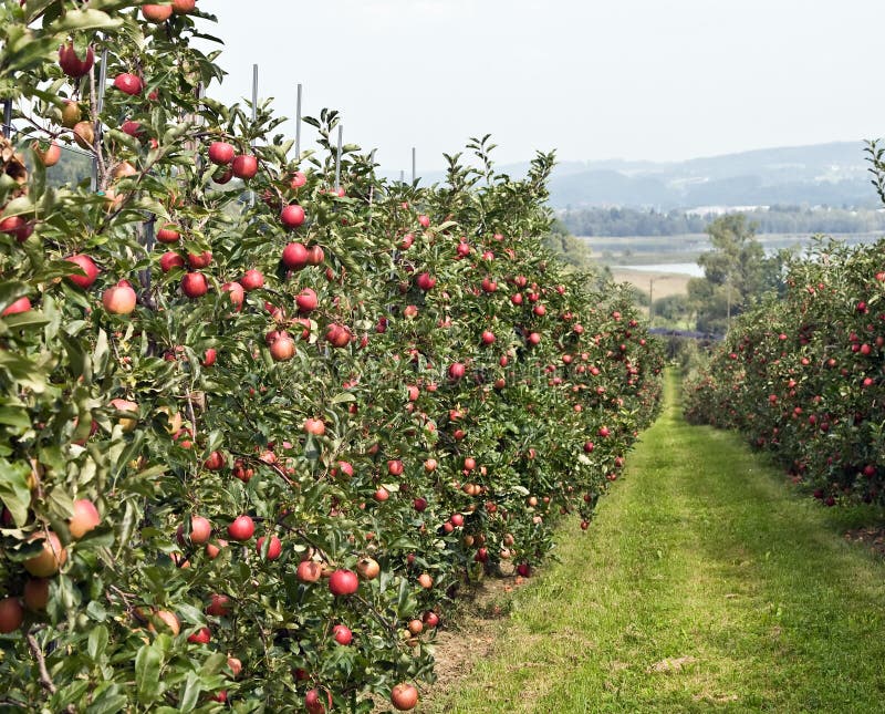 Apple garden