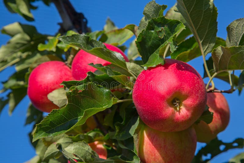 Apple garden stock image. Image of grove, garden, crop 168450127