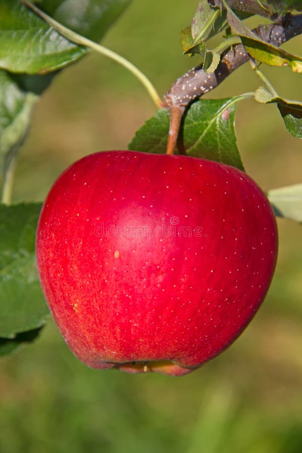 Apple garden