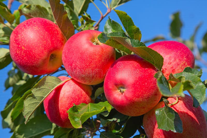 Apple garden