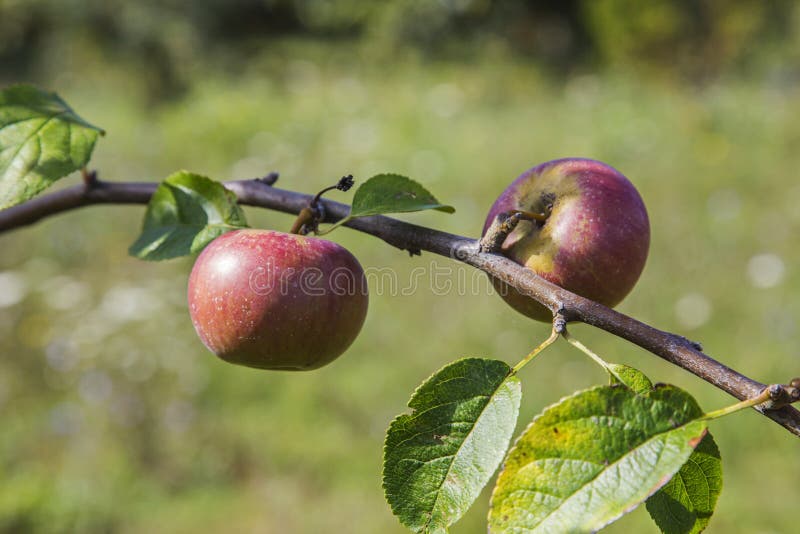 Apples In Italy Mountain Orchards Stock Photo Image of orhcrads