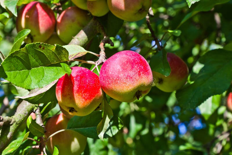 Apple Hanging on an Apple Tree Stock Image - Image of background ...