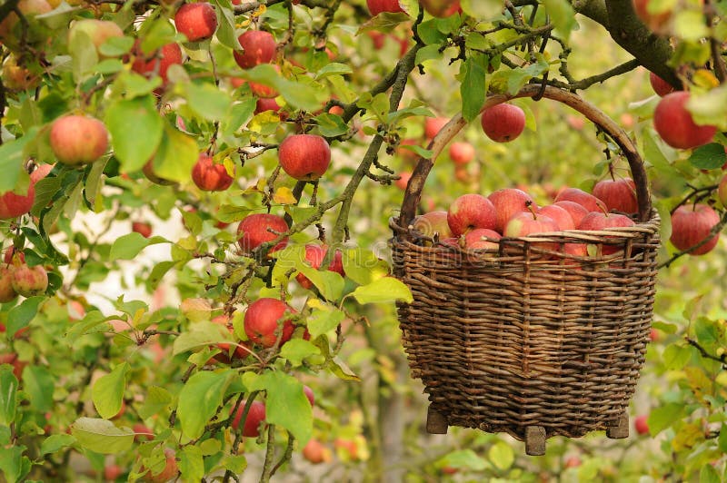 Autunnale del raccolto di mele, rosse e mature le mele in un cesto.