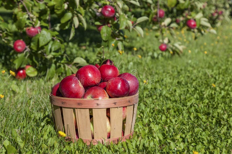 Apple harvest stock photo. Image of healthy, fruit, fall 11000078