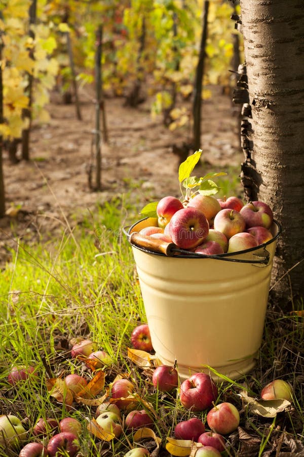 apple harvest