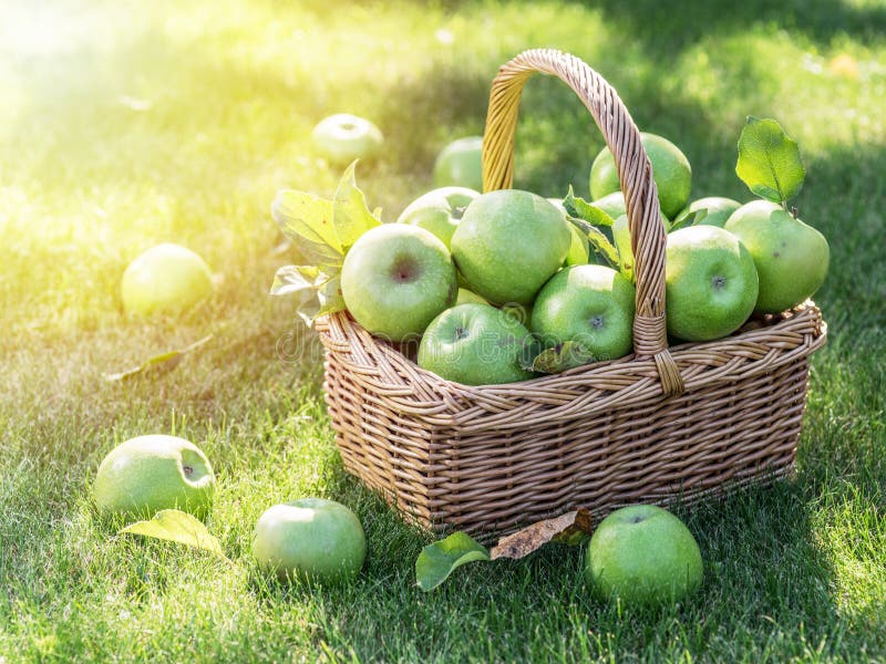 Apple harvest. Ripe green apples in the basket on the green grass