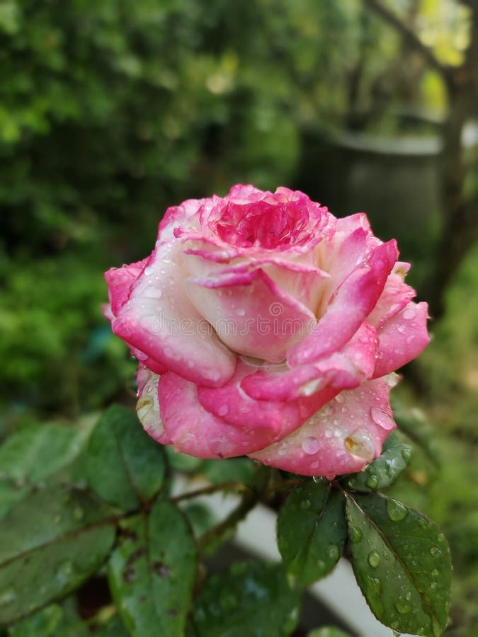 Apple jack rose stock image. Image of jack, pink, rose 245820399