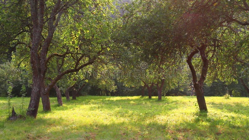 Apple jardina, verão