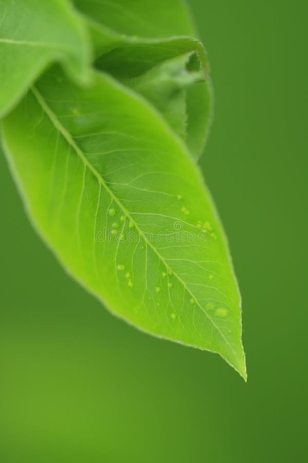 Apple leaf with aphid