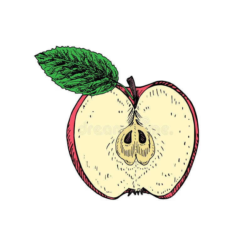Apple Half Stock Illustrations 6,649 Apple Half Stock Illustrations