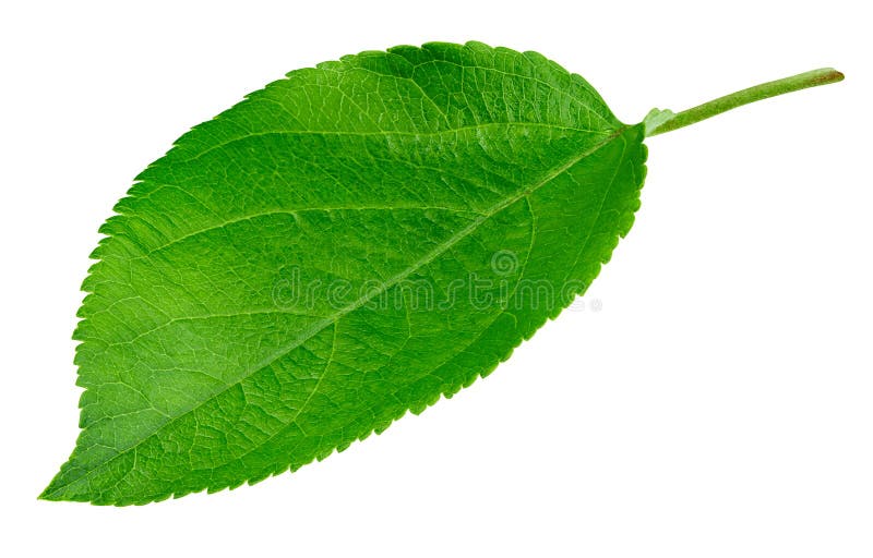 Apple leaf isolated stock image. Image of flora, freshness 133593817