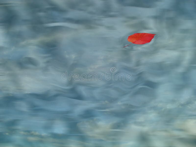 Apple leaf in the pool