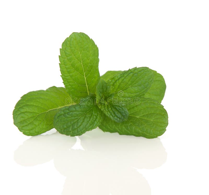 Two mint stem stock image. Image of medicine, food, plant 7120957