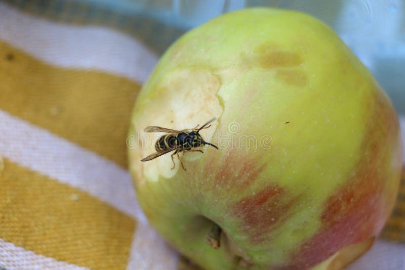Apple nectar royalty free stock images Apple nectar royalty free stock images