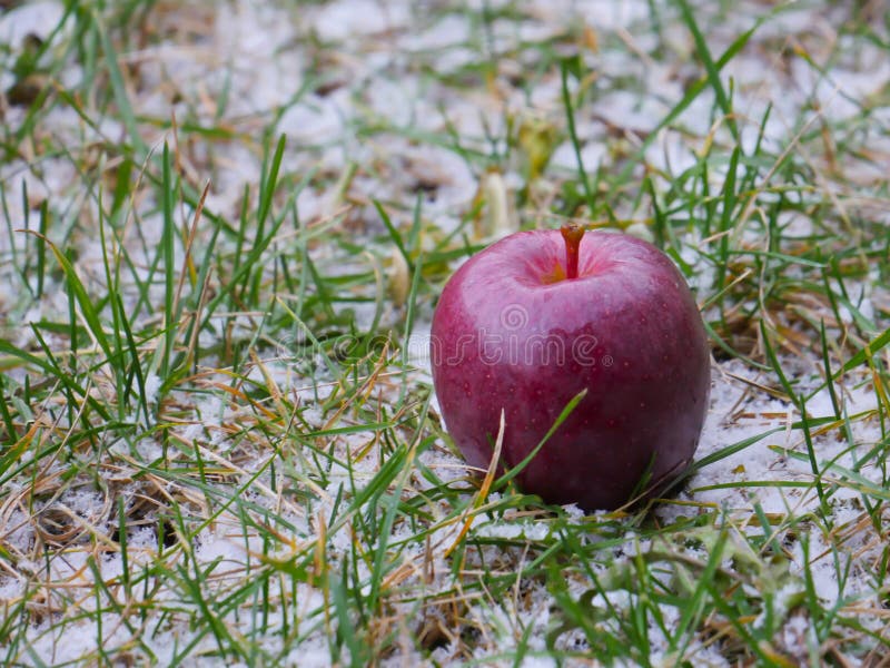 Apple nevica fotografia stock libera da diritti Apple nevica fotografia stock libera da diritti