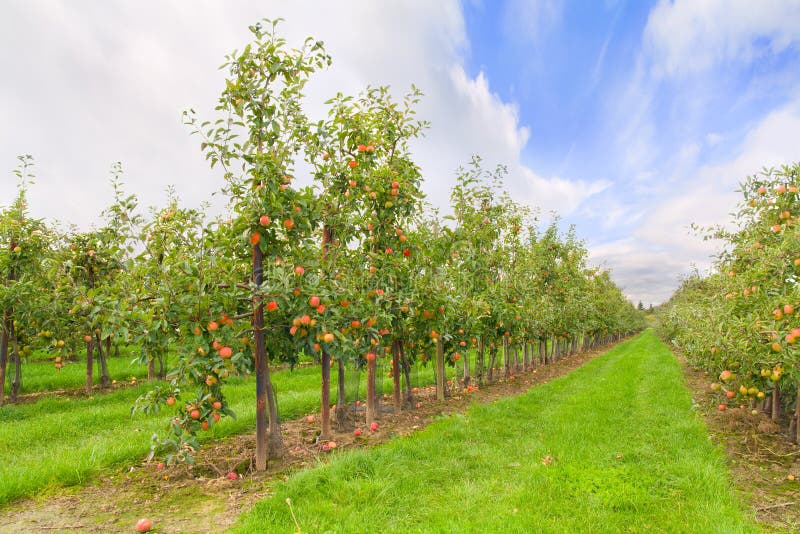 Apple-Obstgarten