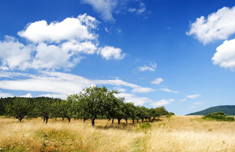 Apple Orchard