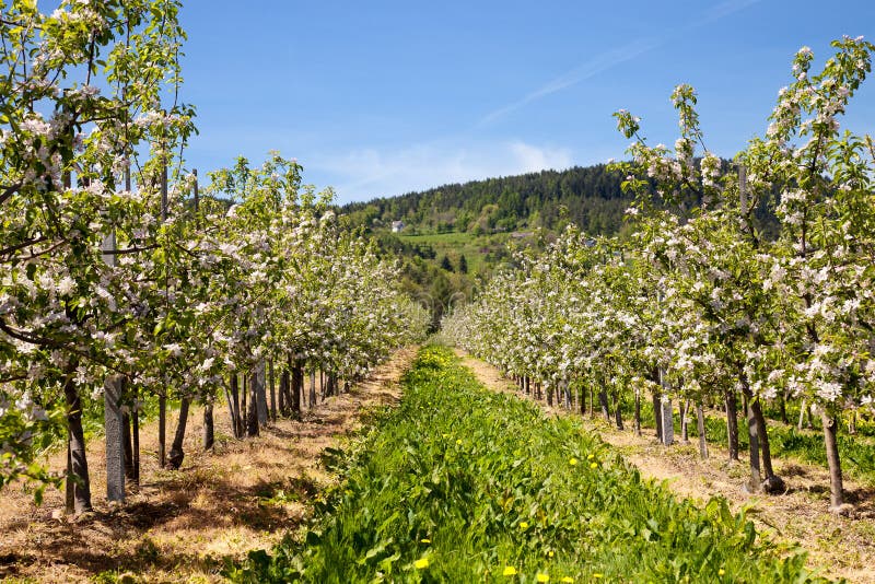 Apple orchard in blossom