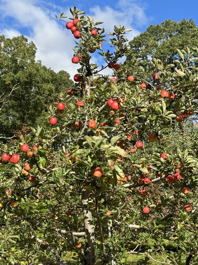 An Apple Orchard in Connecticut Stock Image Image of food, branch