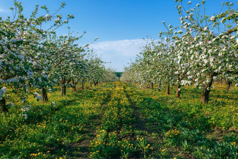 Apple Orchard In Early Spring At Sunrise Stock Photo - Image of beauty ...