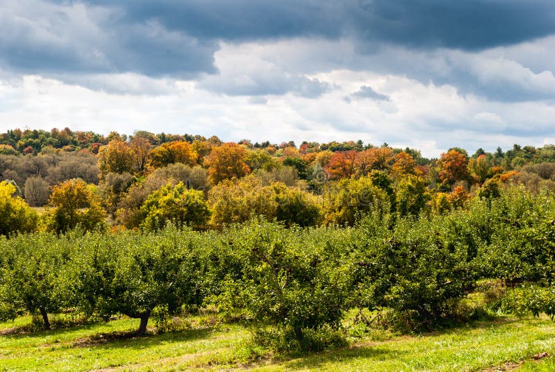 Apple orchard in the fall. stock photo. Image of orchard 90819884