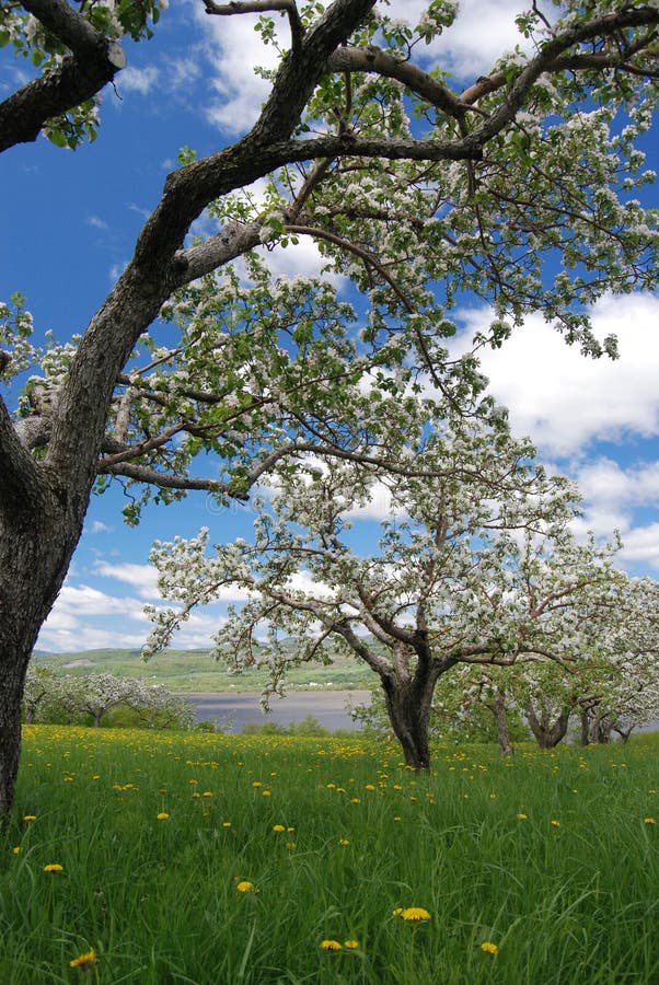 Apple Orchard with Flowers and Blue Sky