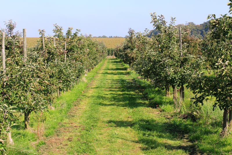 Organic yellow and red apples in apple orchard